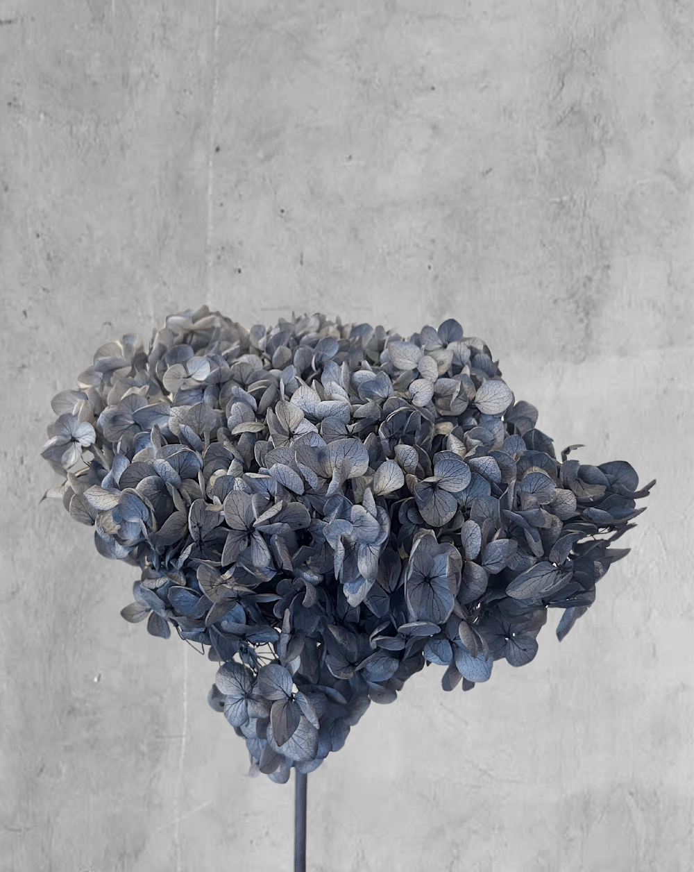 Hortensia Baby Blue