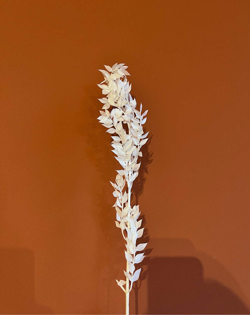 Ruscus Italiano Blanco