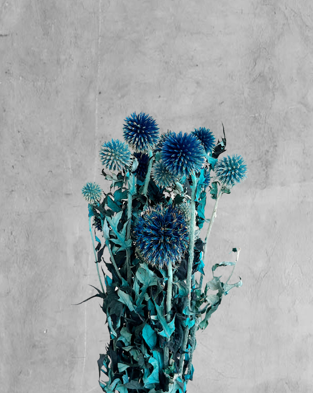 Echinops Azul
