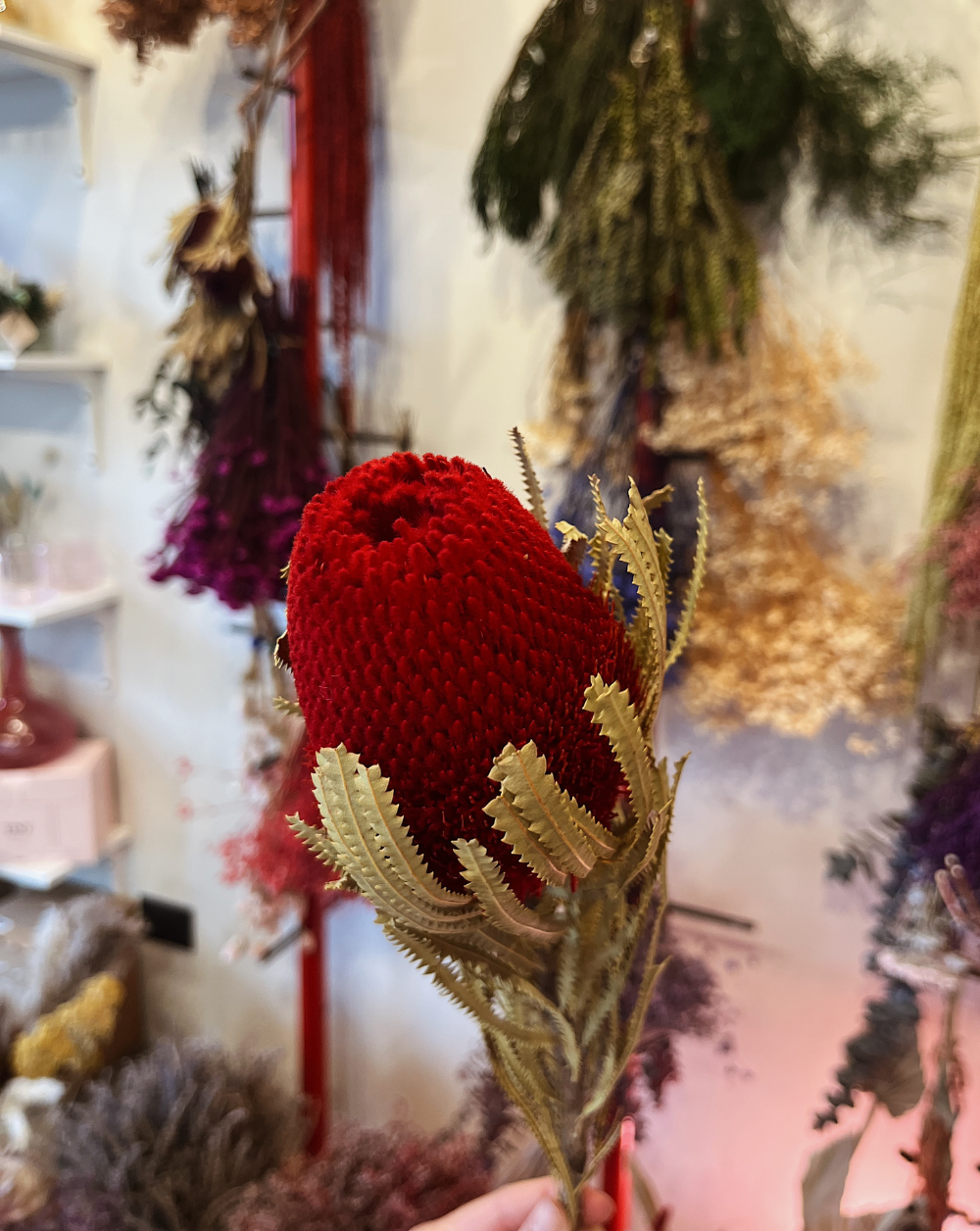 Banksia Roja