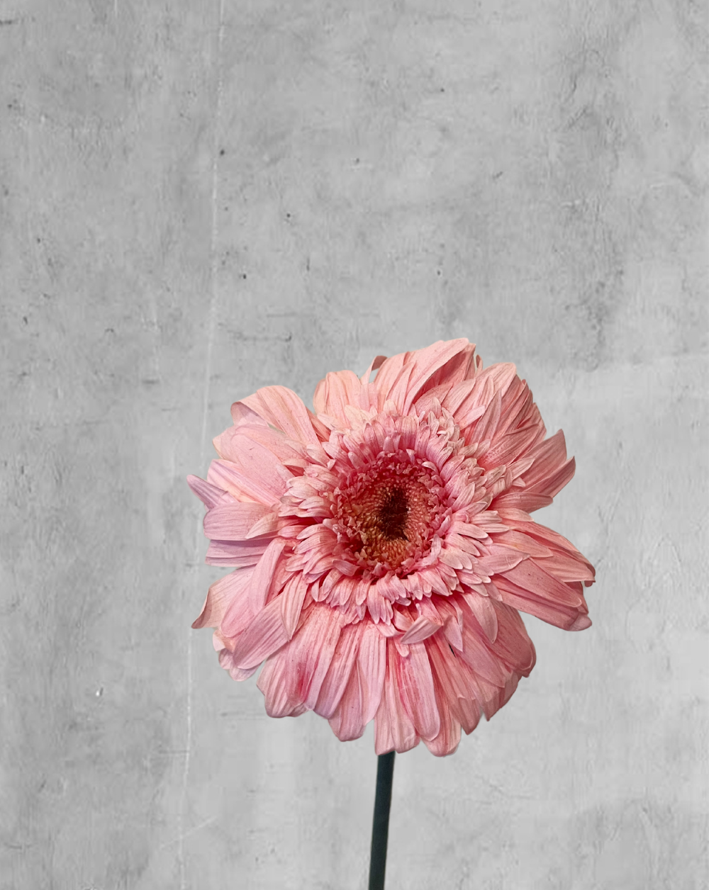 Gerbera rosada