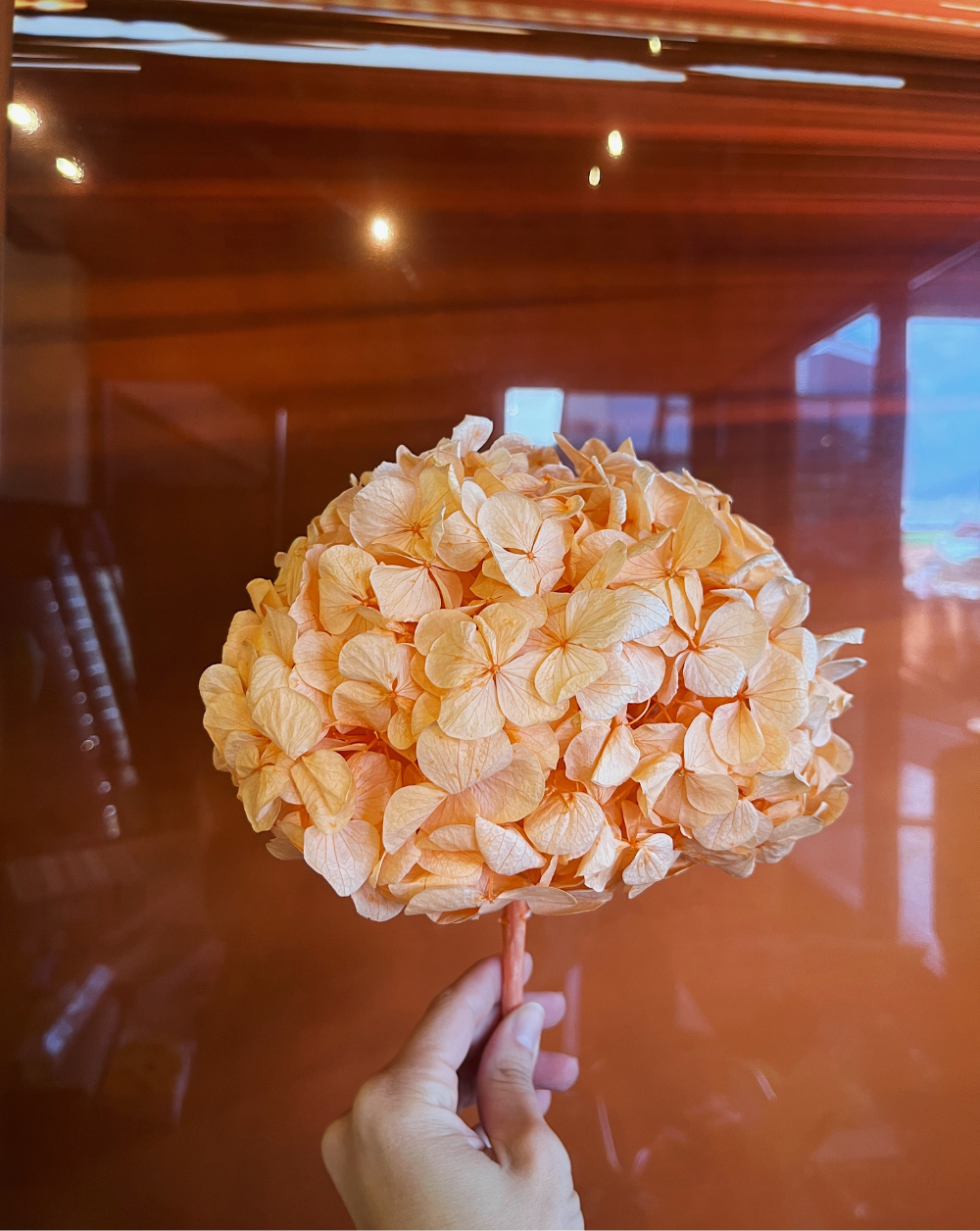 Hortensia peach fuzz
