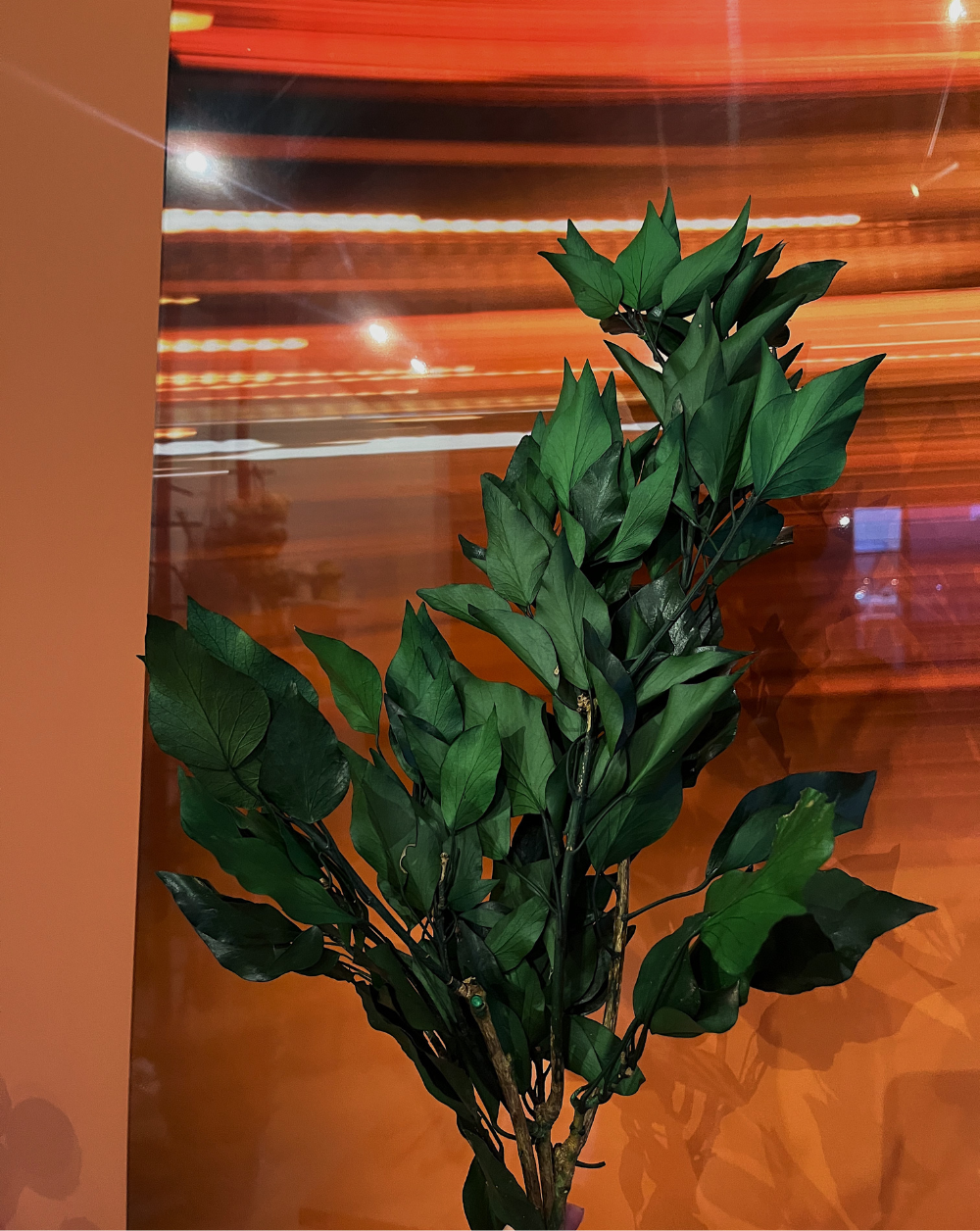 Ivy verde