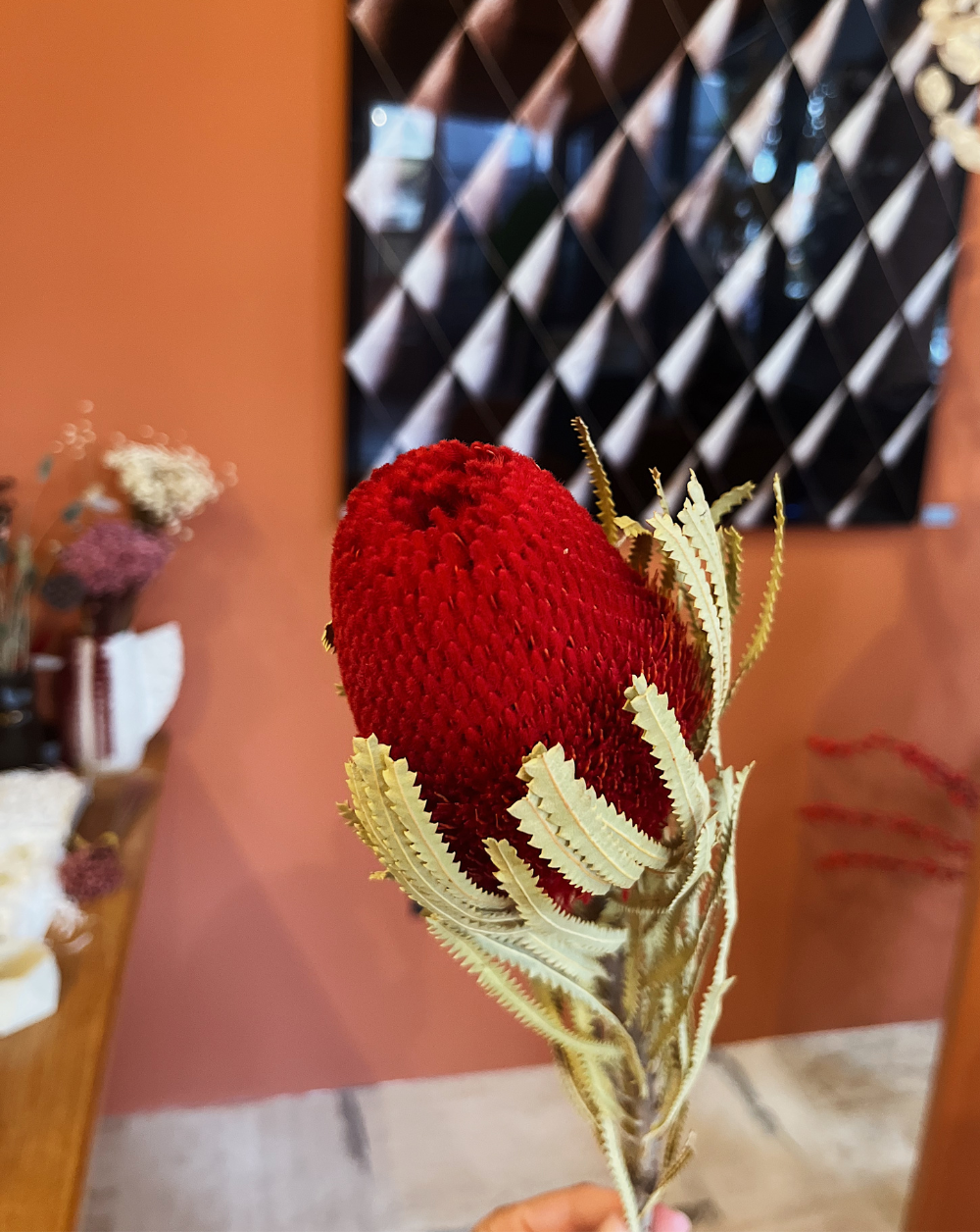 Banksia Roja