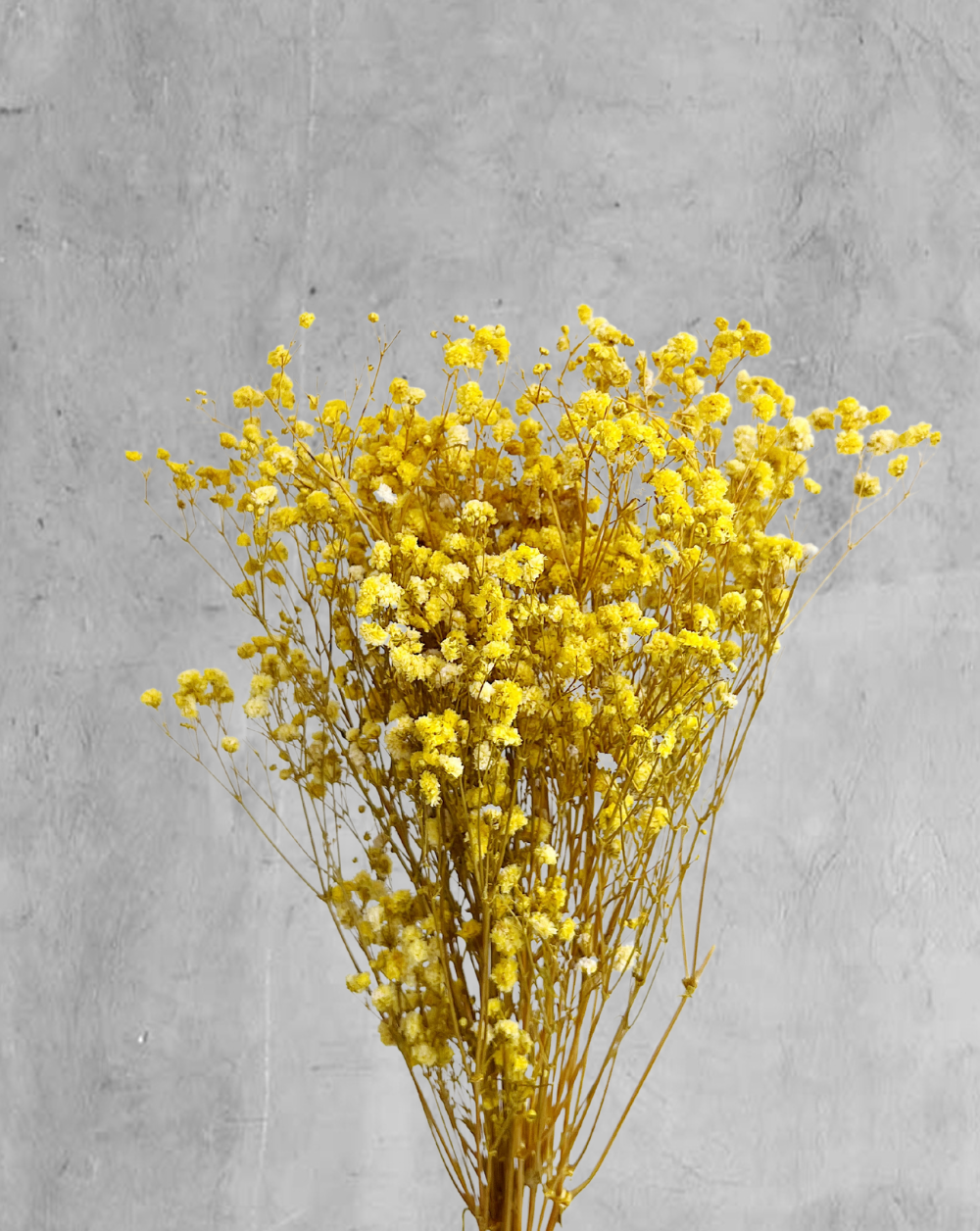 Gypsophilas Amarillas