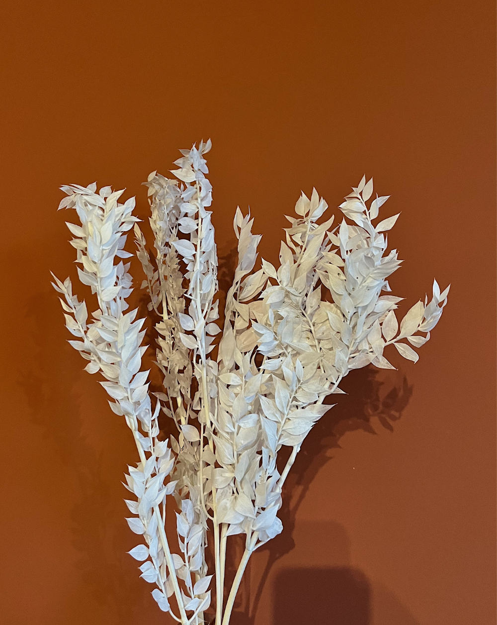 Ruscus Italiano Blanco