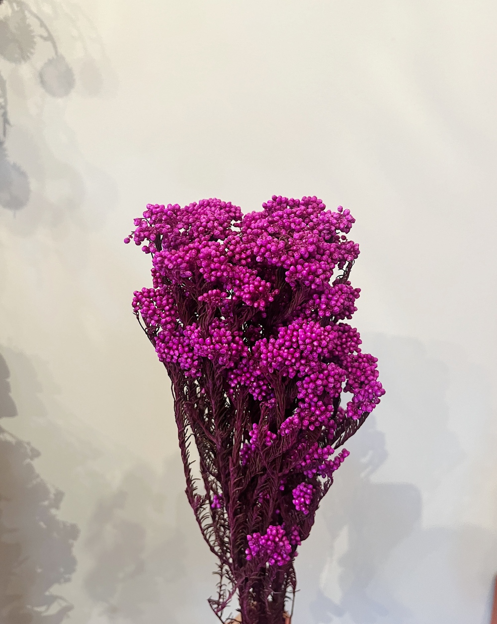 Rice Flower Fucsias