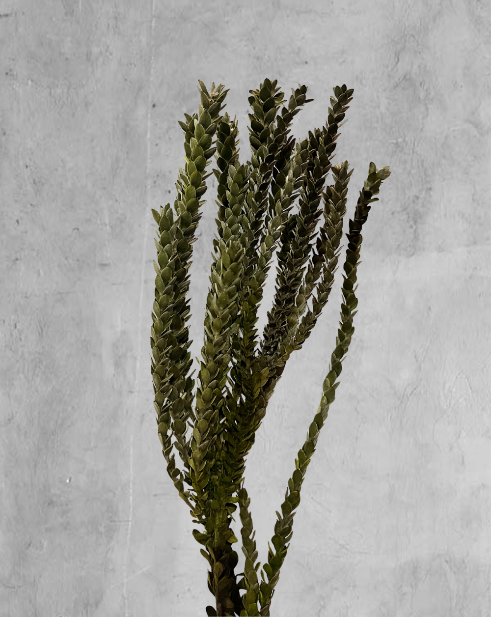 Buxifolia Verde