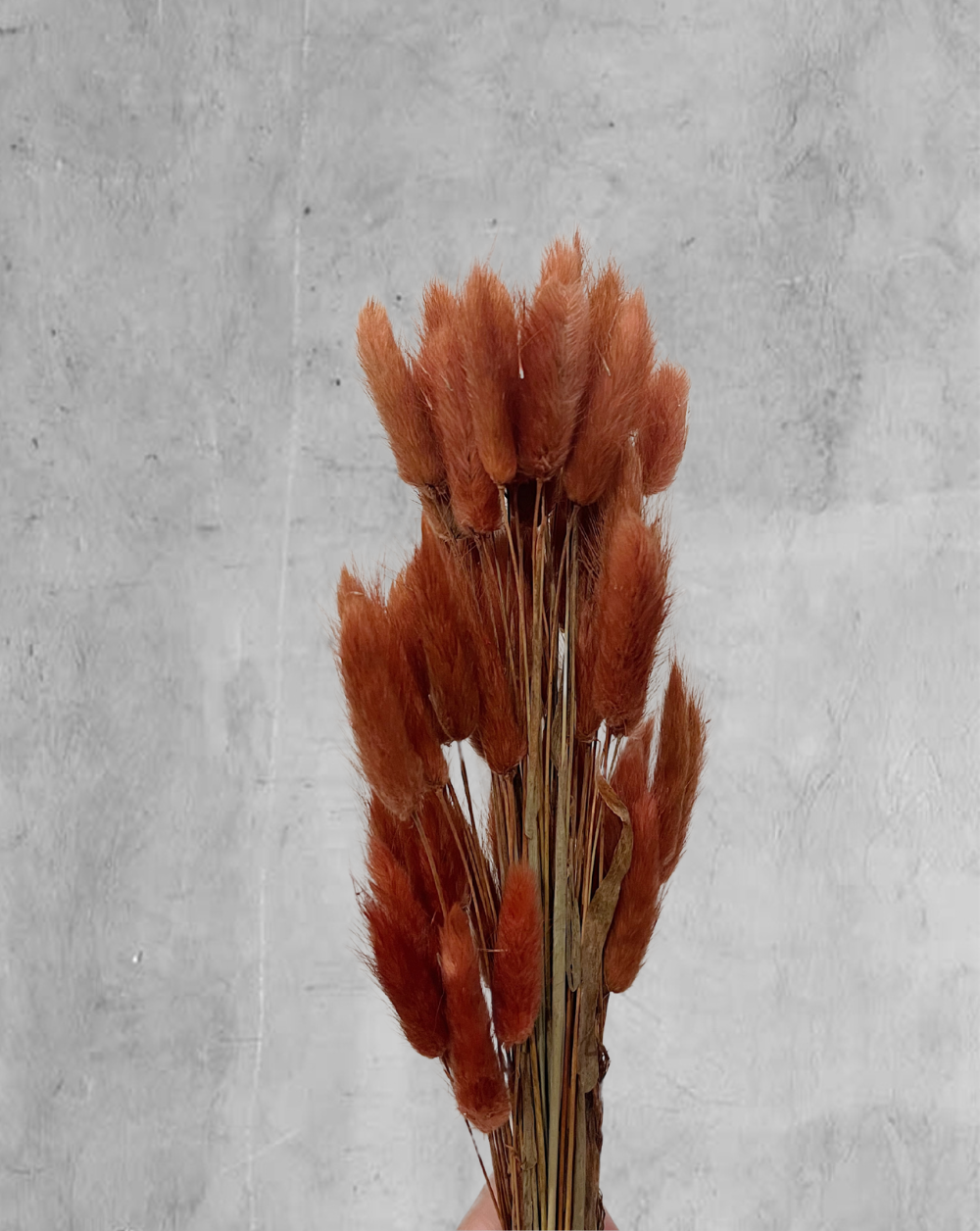 Colitas de conejo Rust