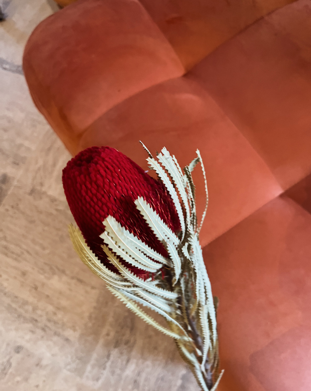 Banksia Roja
