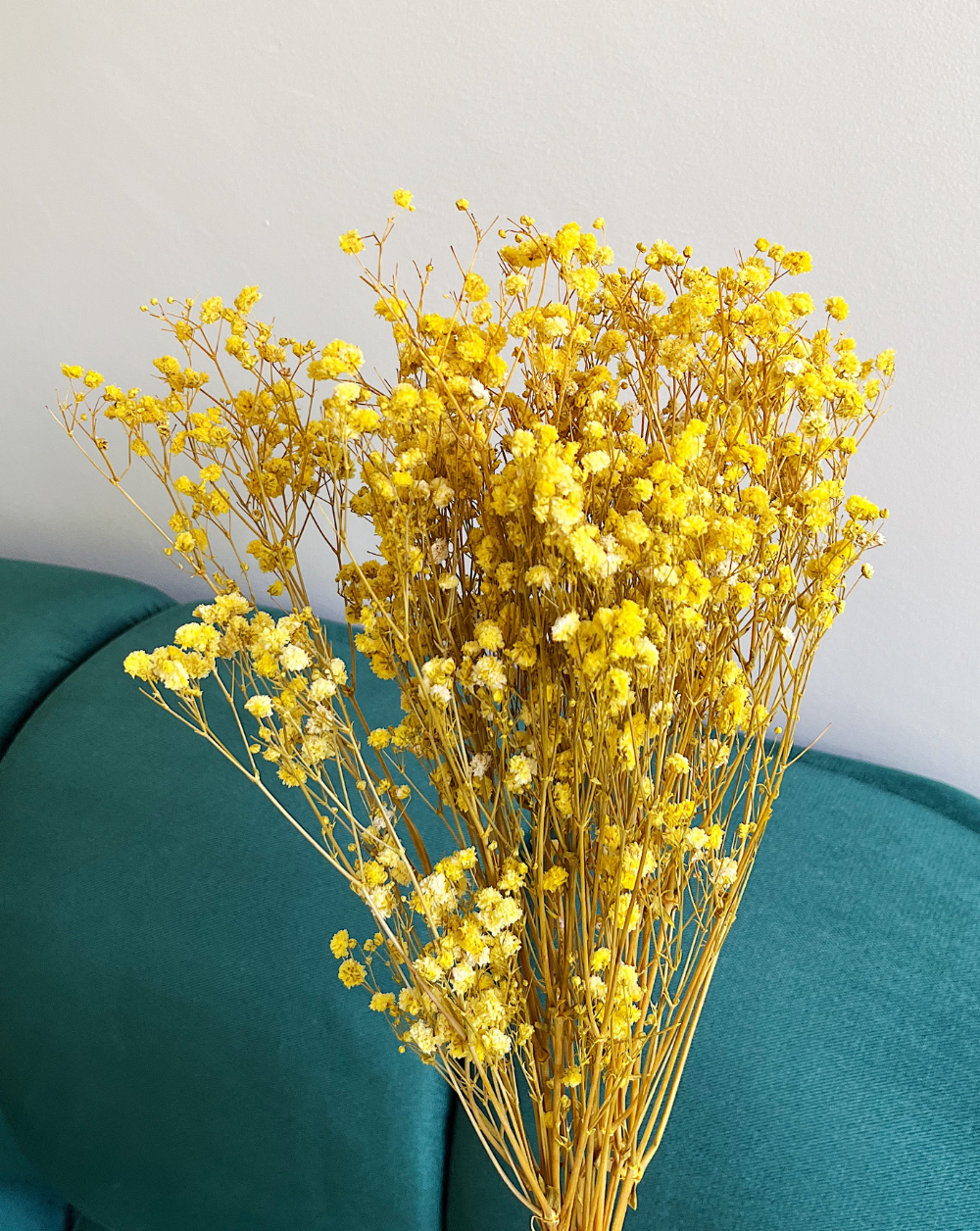 Gypsophilas Amarillas