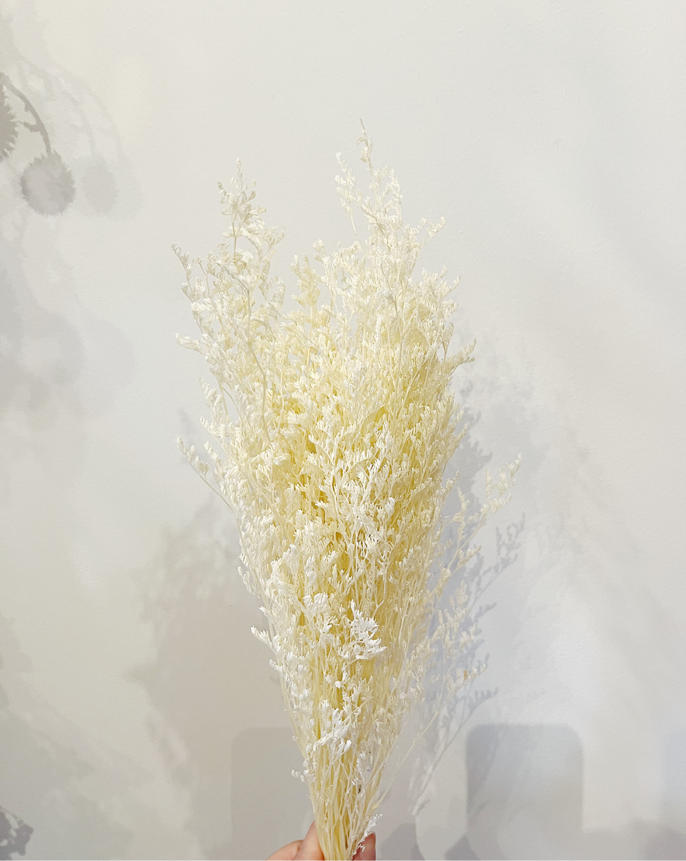Caspia Blanca