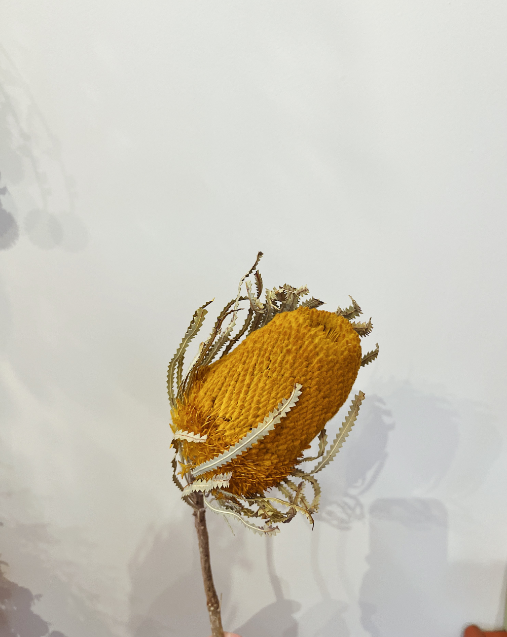 Banksia Amarilla