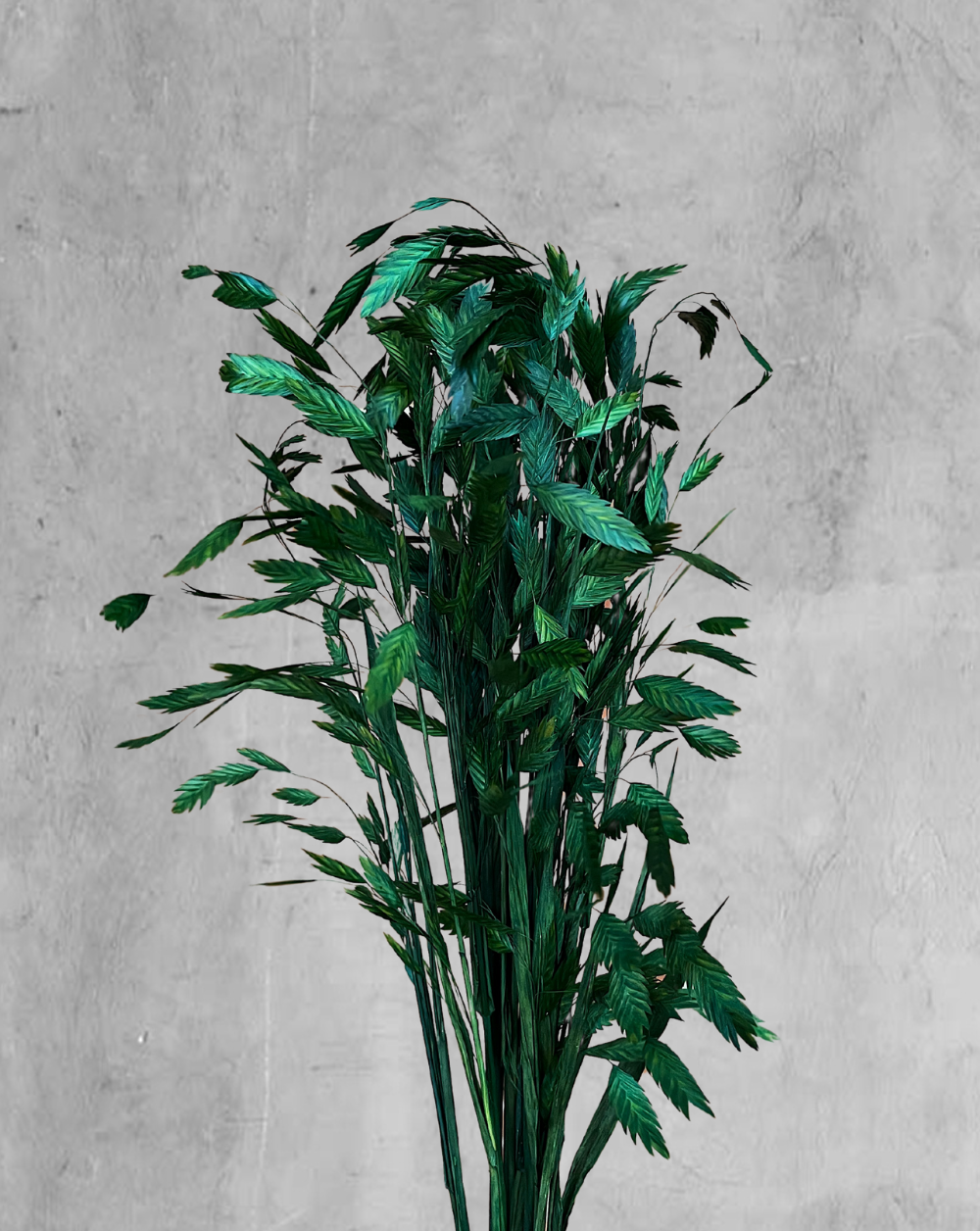 Oat Grass Verde