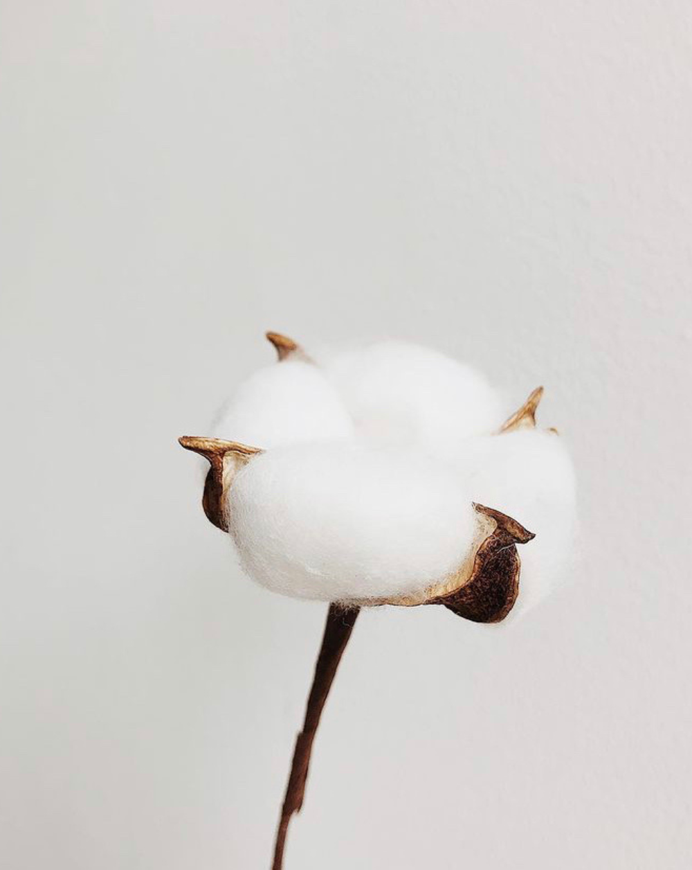 Flor de Algodón