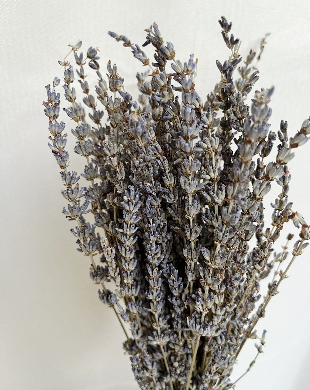Lavanda