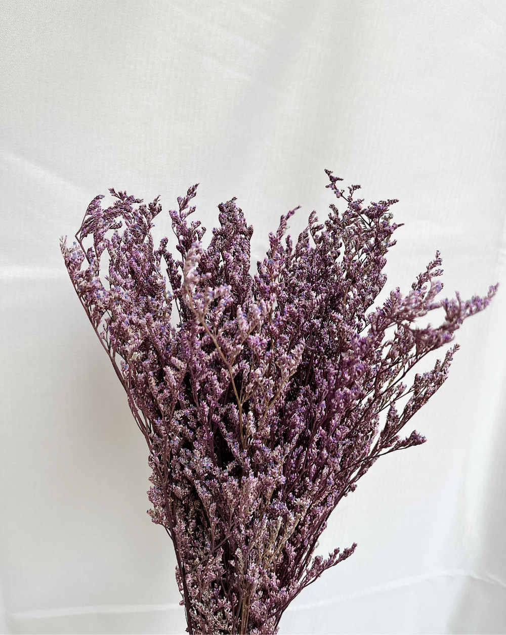 Caspia Morada