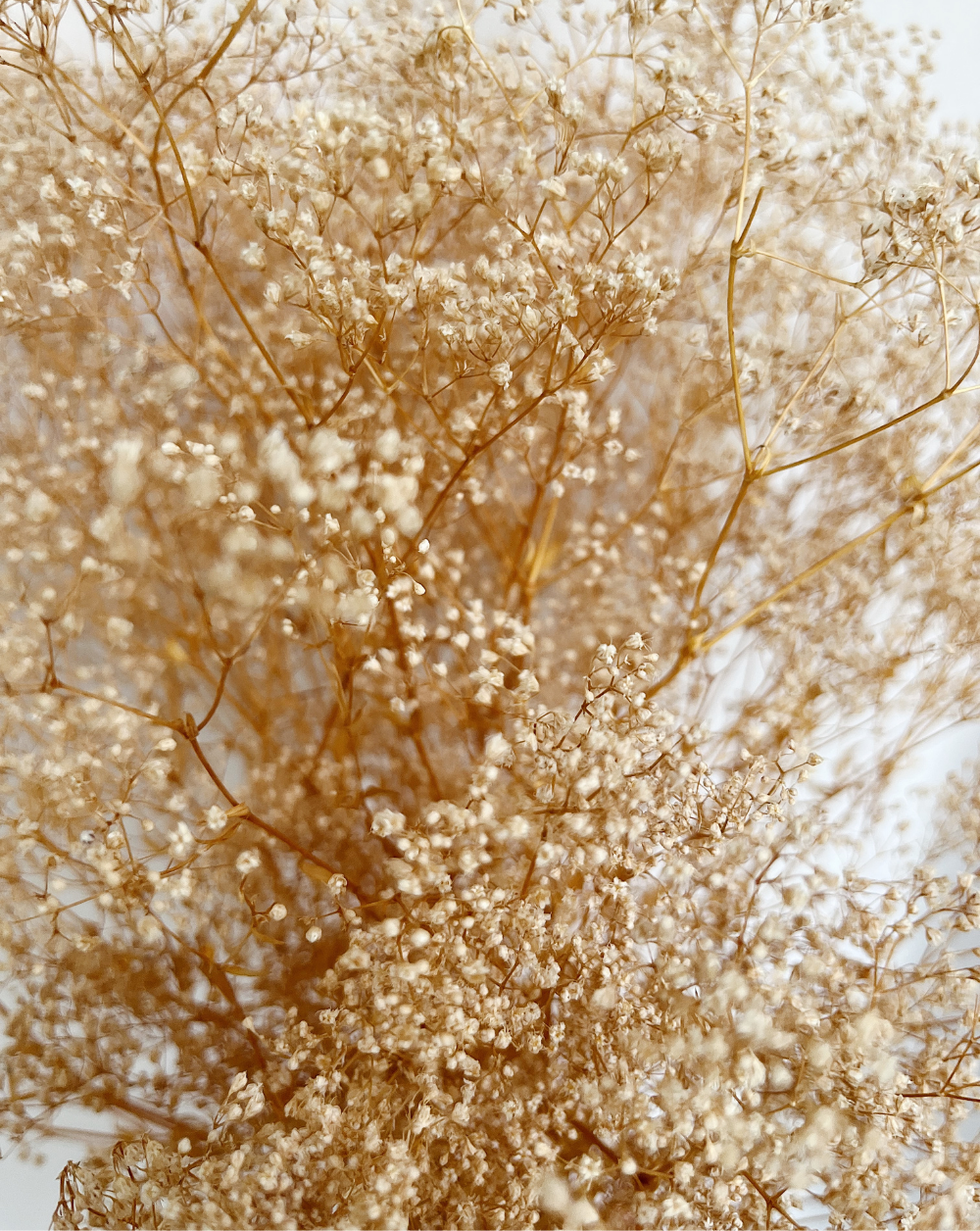 Gypsophilas Clásicas Beige