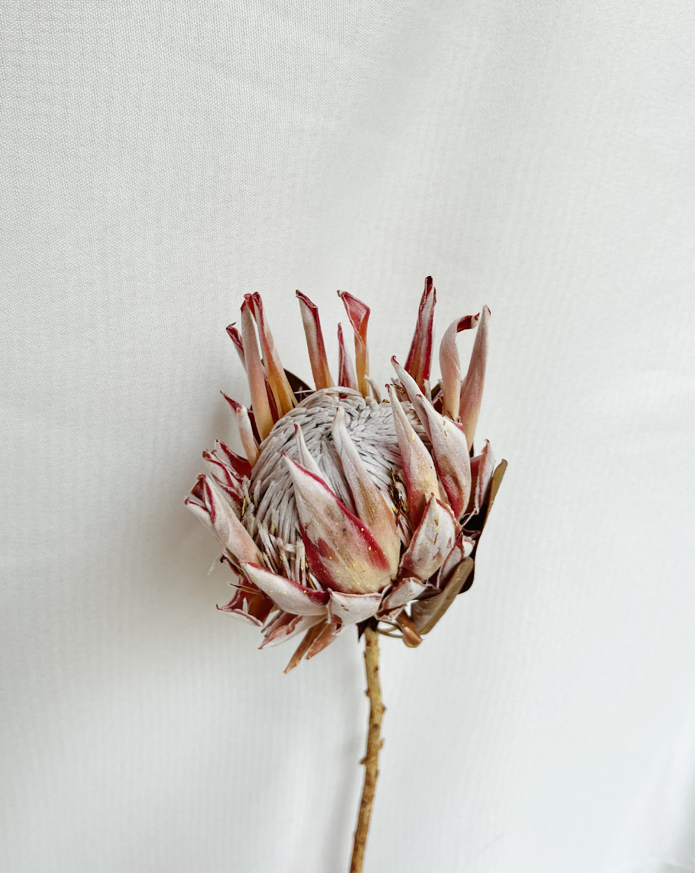 Protea Reina