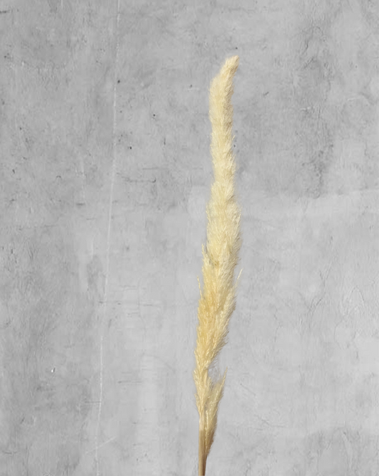 Pampa Mini Blanca