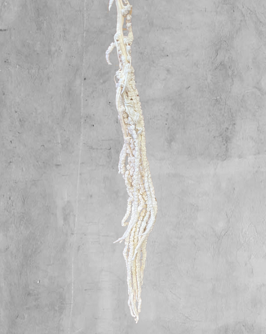 Amaranthus Colgante Blanco