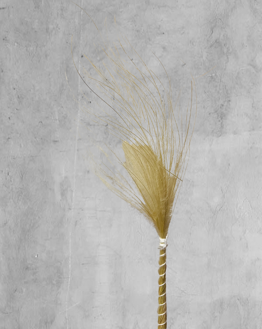 Plumas Stipa Pennata Crema