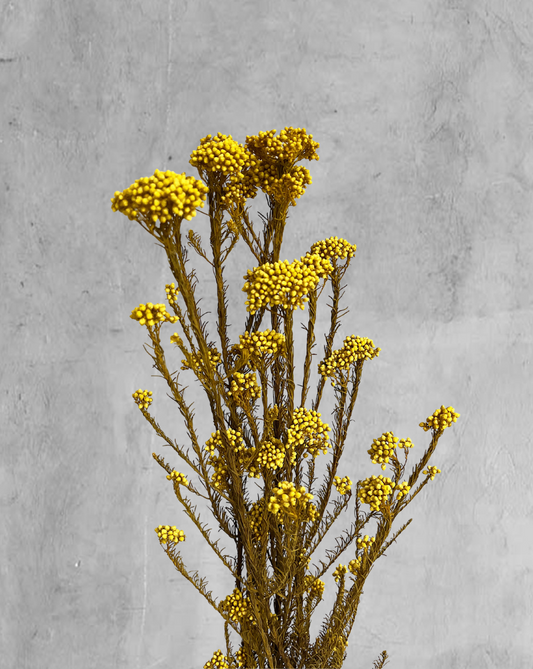 Rice Flower Amarillo