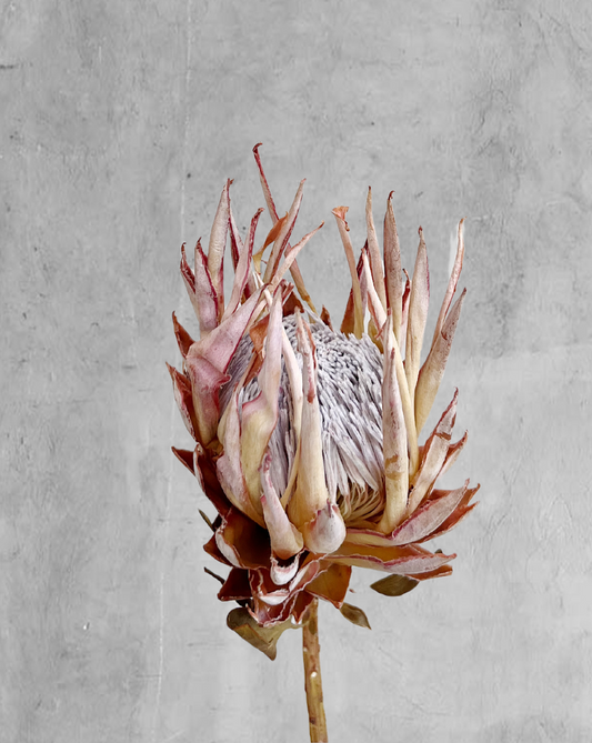 Protea Reina