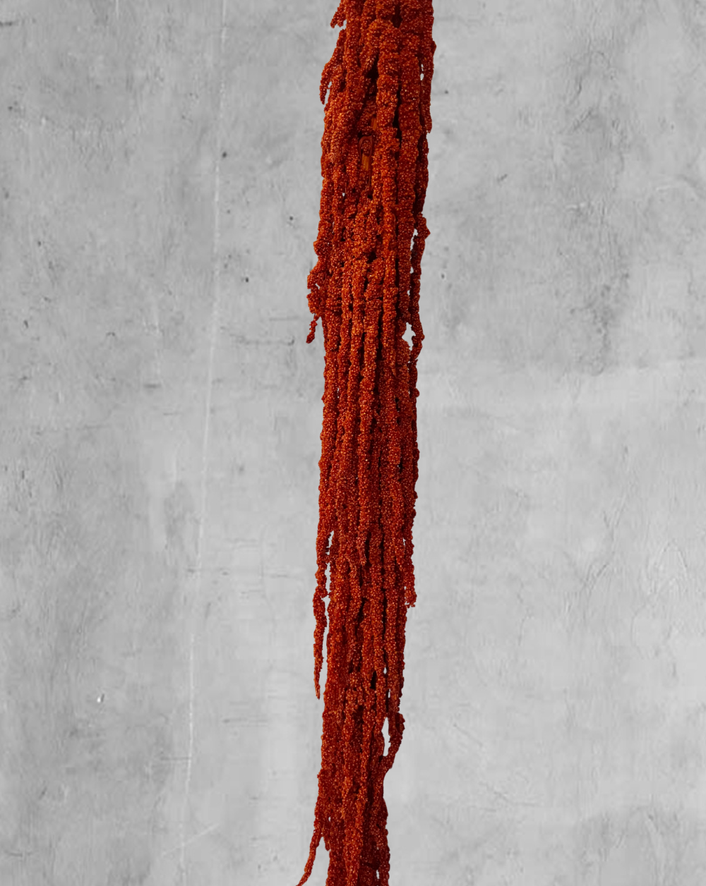 Amaranthus Colgante Naranja