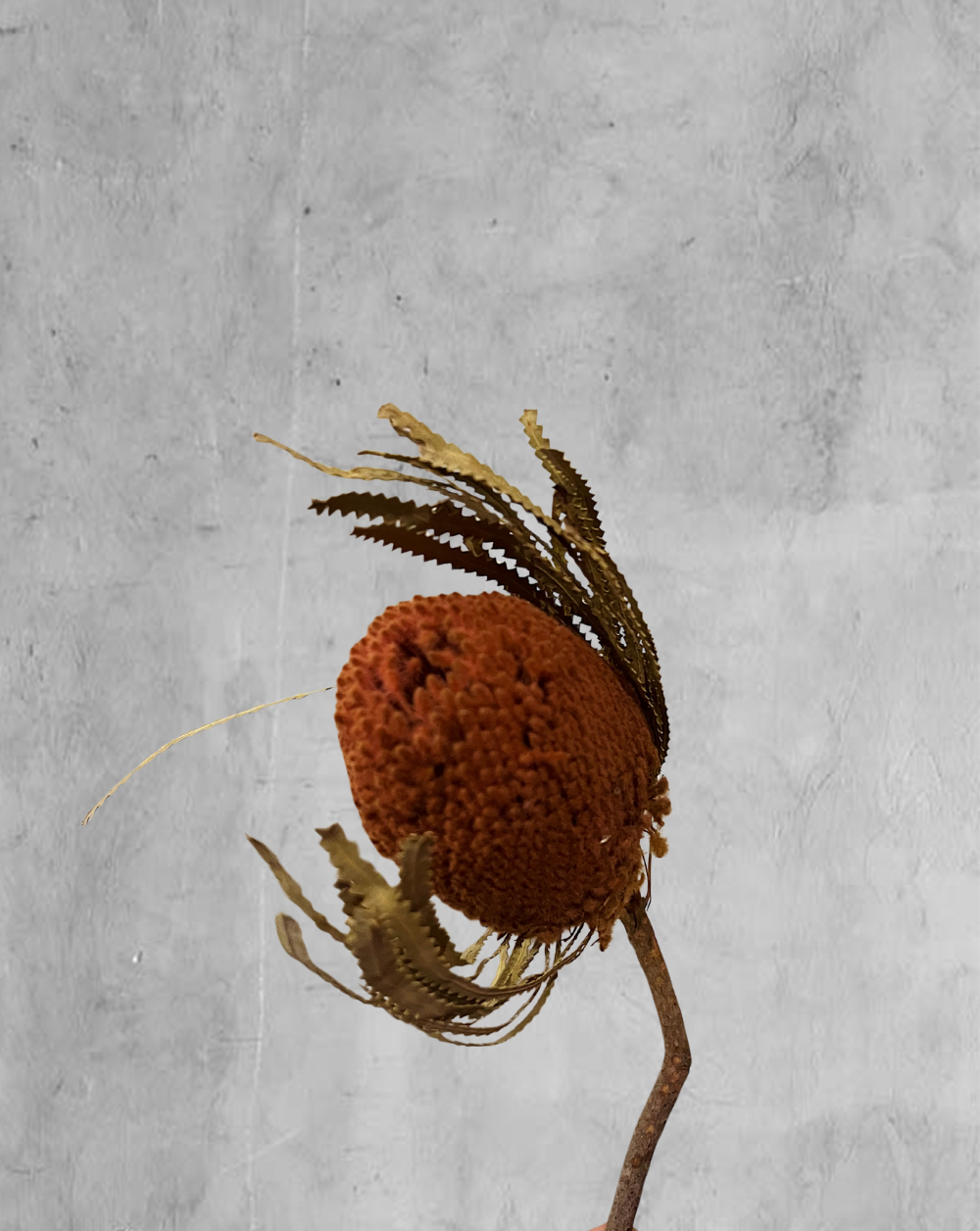 Banksia hookeriana Rosa Viejo