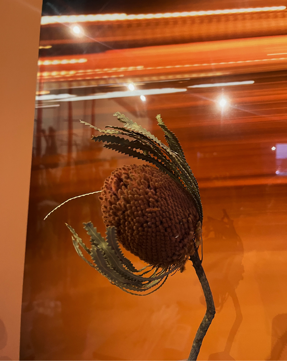 Banksia hookeriana Rosa Viejo