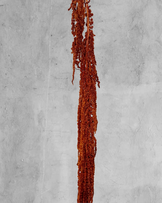 Amaranthus Colgante Terracota