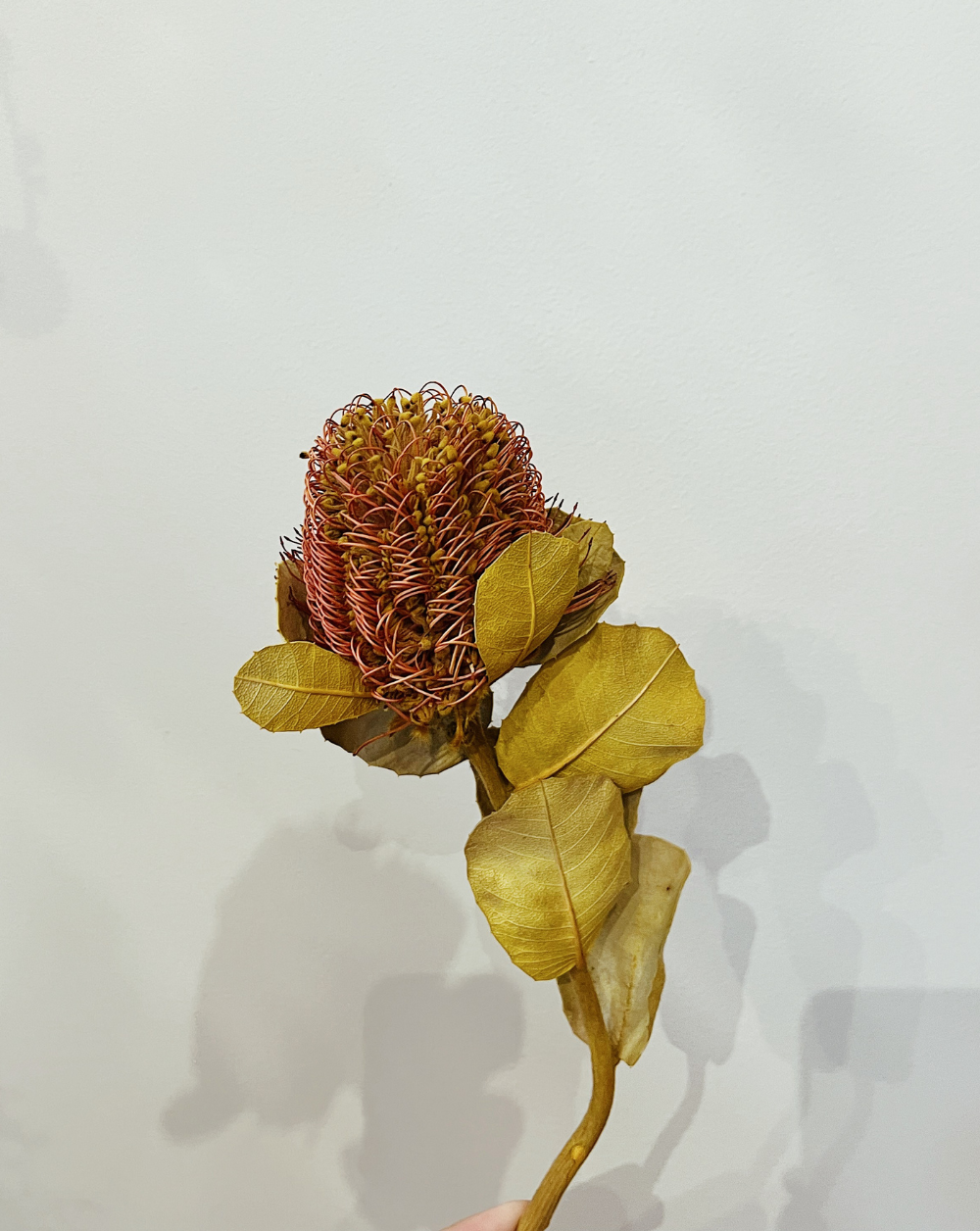 Banksia Formosa Rosada