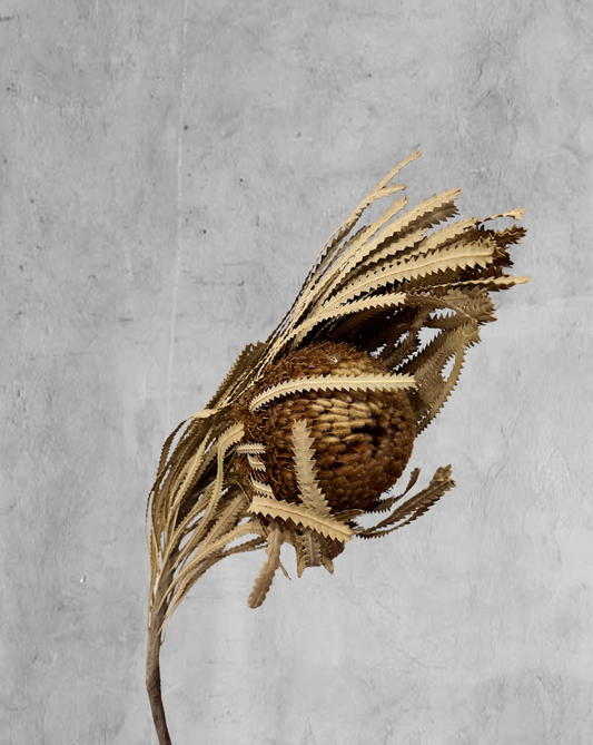 Banksia hookeriana beige