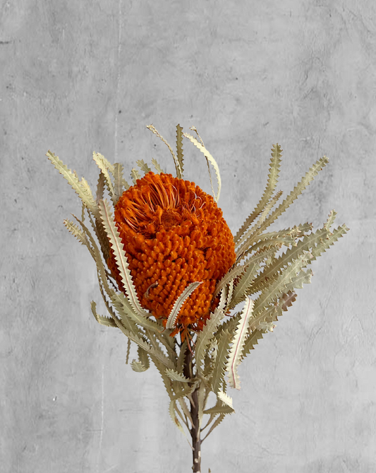 Banksia Naranja