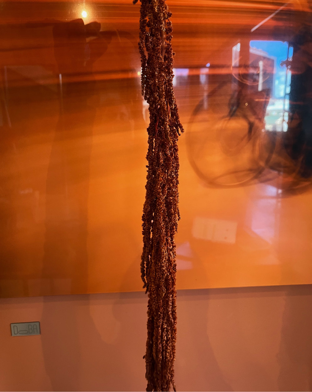 Amaranthus Colgante Terracota