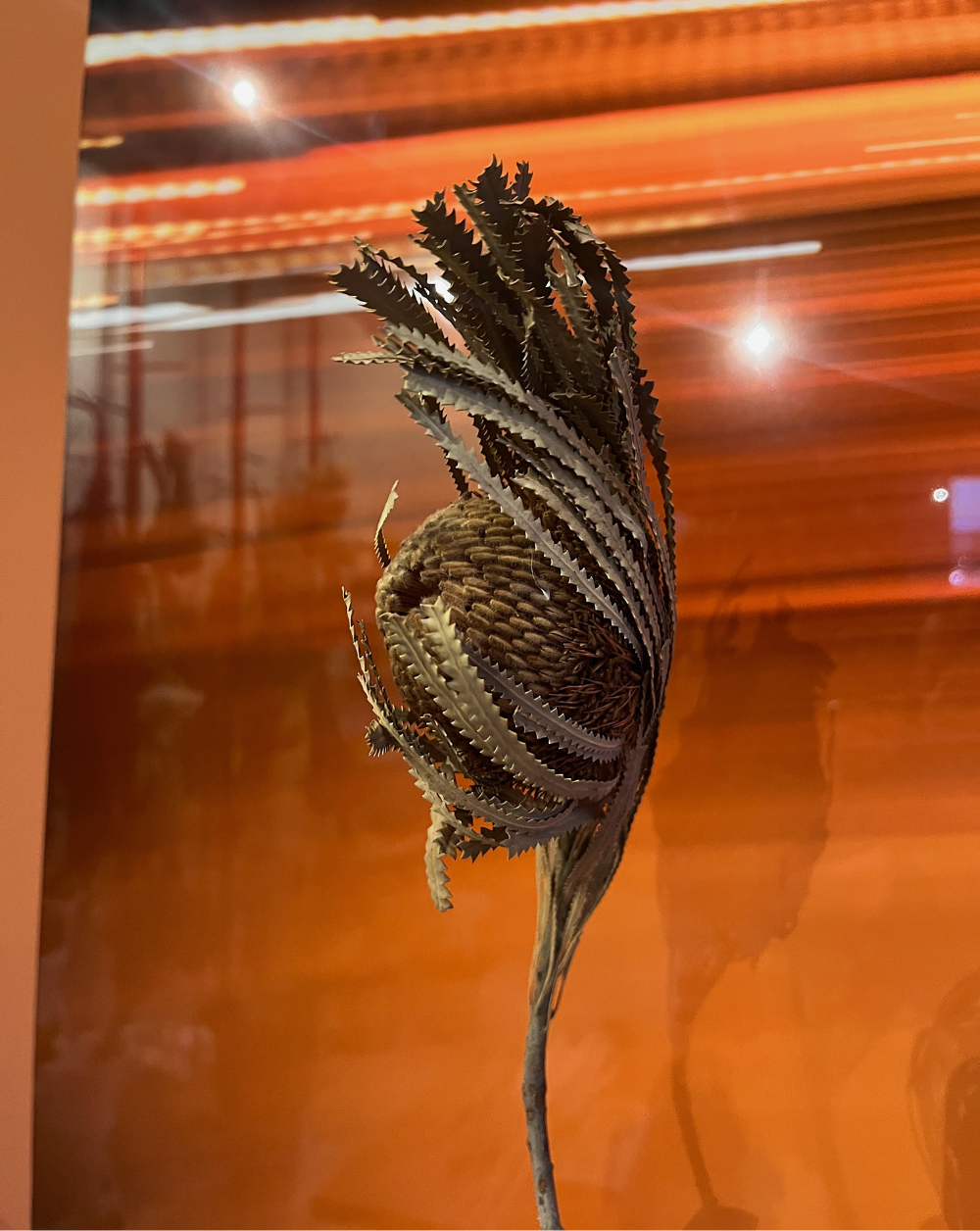 Banksia hookeriana beige