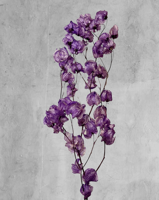 Bougainvillea morada