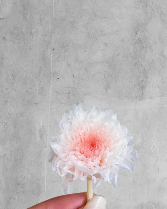 Chrysanthemum Blanca/Peach