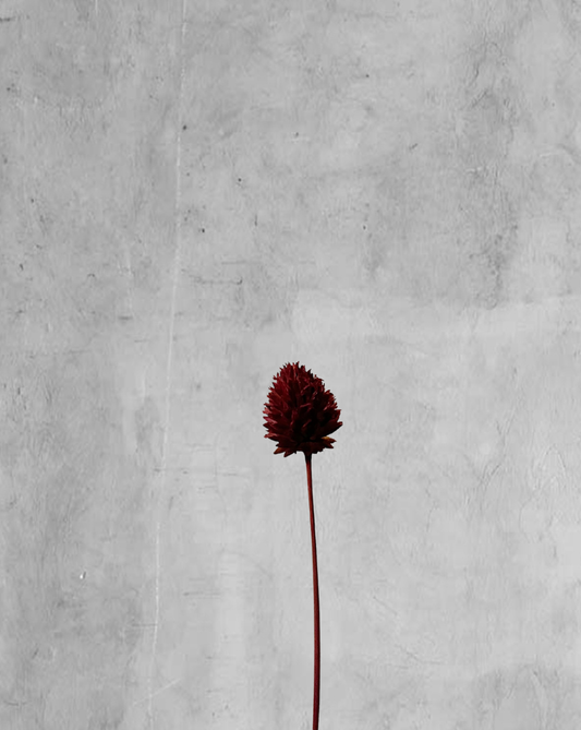 Mini Billy Ball Vinotinto