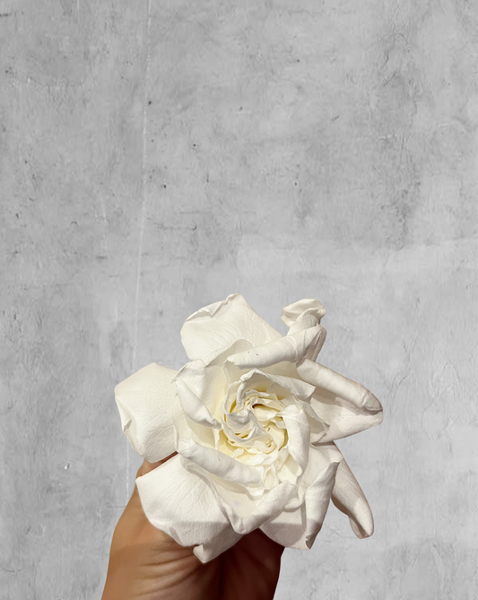 Gardenia blanca