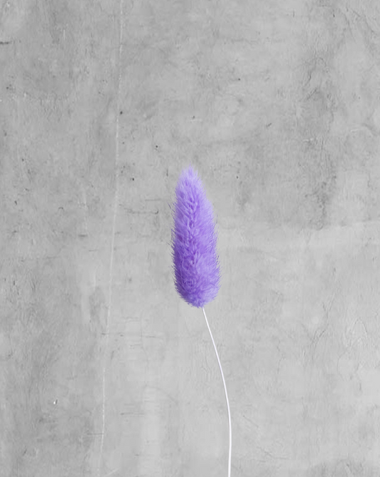 Colitas de Conejo Morado Claro