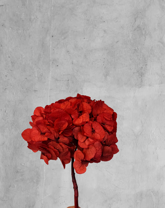 Hortensia Roja Talla M