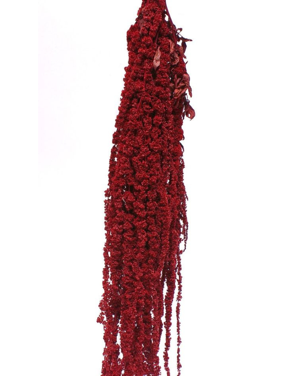 Amaranthus Colgante Rojo