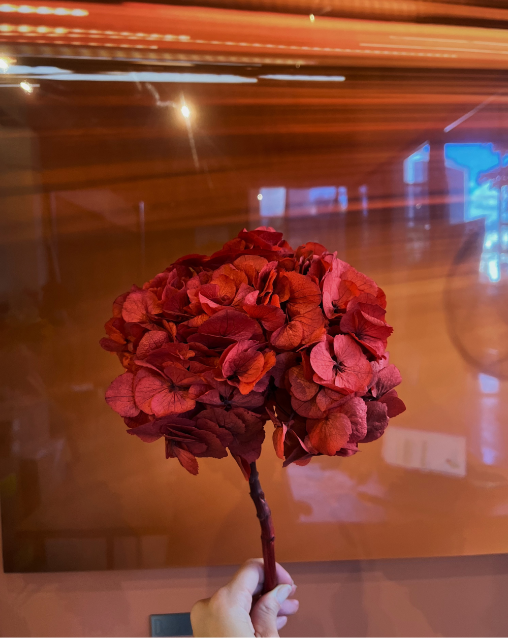 Hortensia Roja Talla M