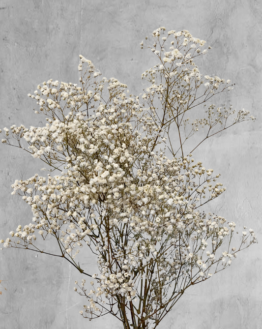 Gypsophilas Blancas