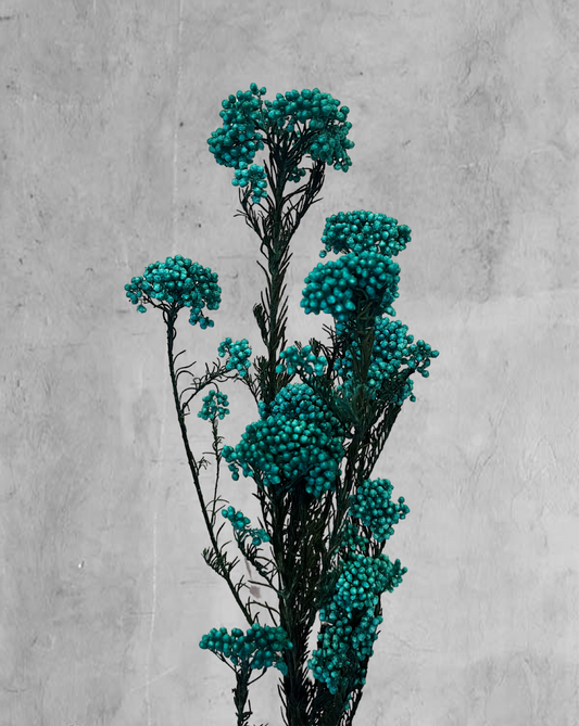 Rice Flower Turquesa