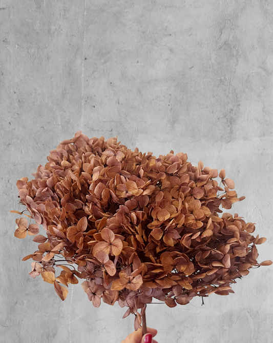 Hortensia Rosa Viejo