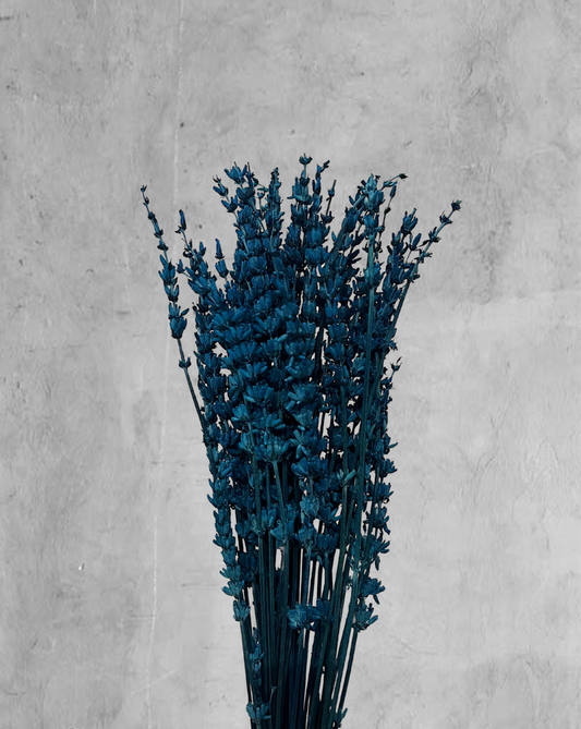 Lavanda Azul