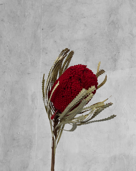 Banksia Roja